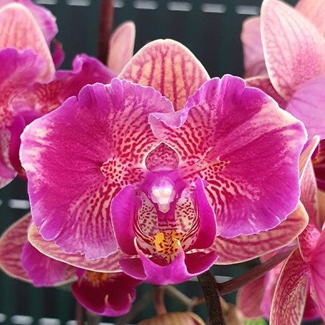 Phalaenopsis Tiannong Golden Vivien '957' (peloric 2 eyes) 2.5"