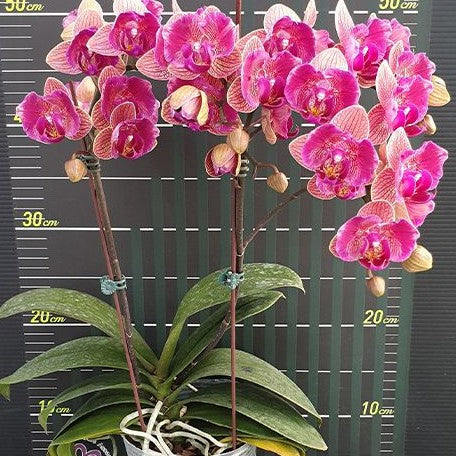 Phalaenopsis Tiannong Golden Vivien '957' (peloric 2 eyes) 2.5"