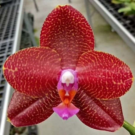 Phalaenopsis LD Sun Dragon 2.5"