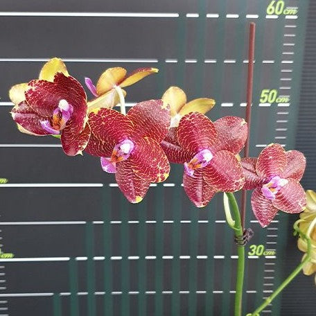 Phalaenopsis LD Sun Dragon 2.5"