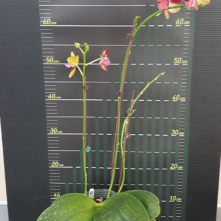 Phalaenopsis LD Sun Dragon 2.5"