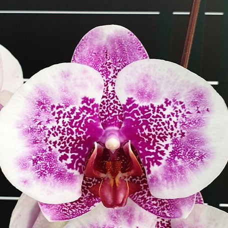 Phalaenopsis I Hsin Stacy 2.5"