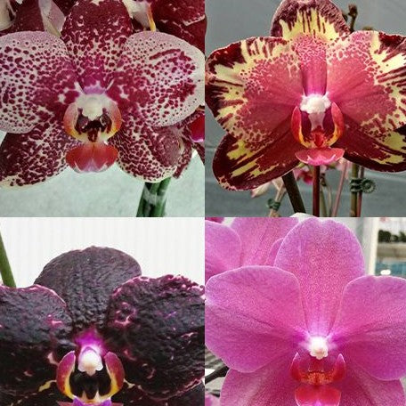 Phalaenopsis I Hsin The Big Bang '959' 2.5"