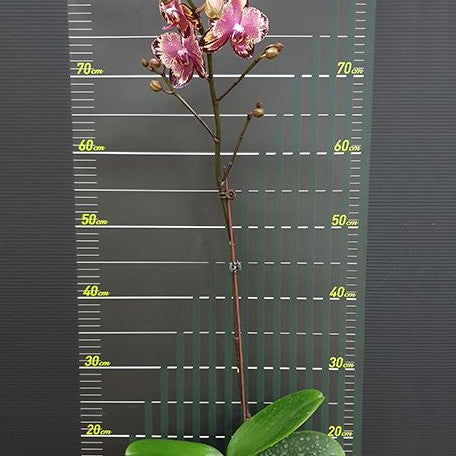 Phalaenopsis I Hsin The Big Bang '959' 2.5"