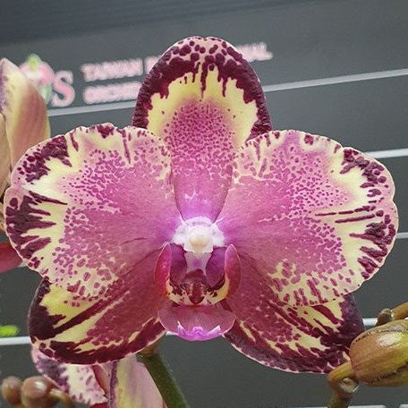 Phalaenopsis I Hsin The Big Bang '959' 2.5"