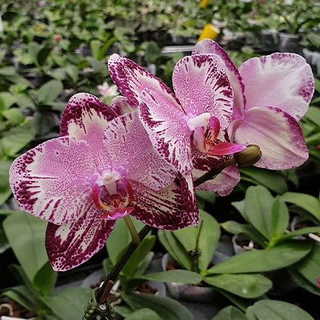 Phalaenopsis I Hsin The Big Bang '959' 2.5"