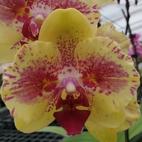 Phalaenopsis Fangmei A Hot (peloric) 2.5"