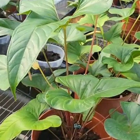 Anthurium insigne 2.5"