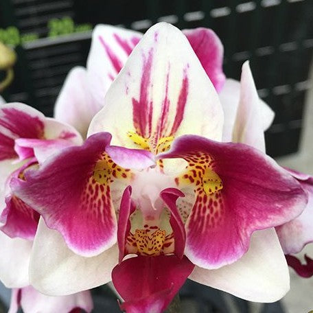 Phalaenopsis Little Gem Stripes (peloric 3 lips) 2.5"