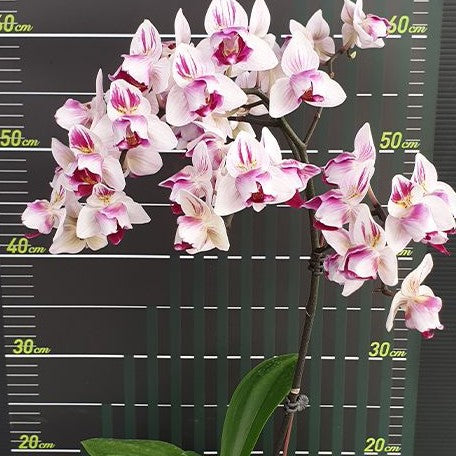 Phalaenopsis Little Gem Stripes (peloric 3 lips) 2.5"