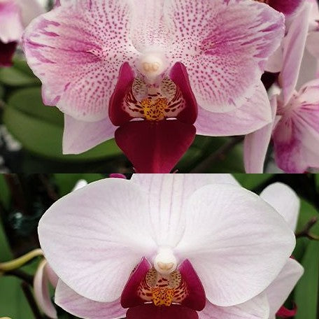 Phalaenopsis Little Gem Stripes (peloric 3 lips) 2.5"