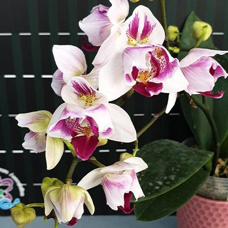 Phalaenopsis Little Gem Stripes (peloric 3 lips) 2.5"