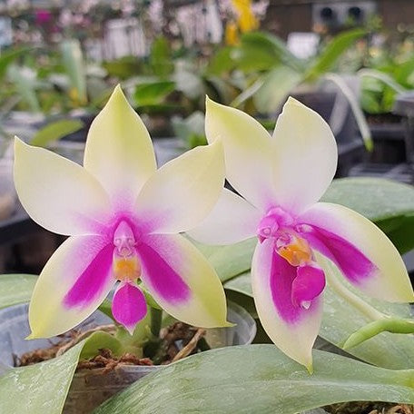 Phalaenopsis bellina 'Fire' × sib 2.5"