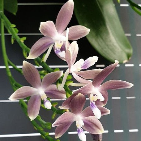 Phalaenopsis speciosa 'Mauve' 2.5"