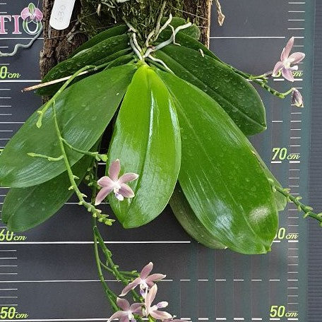 Phalaenopsis speciosa 'Mauve' 2.5"