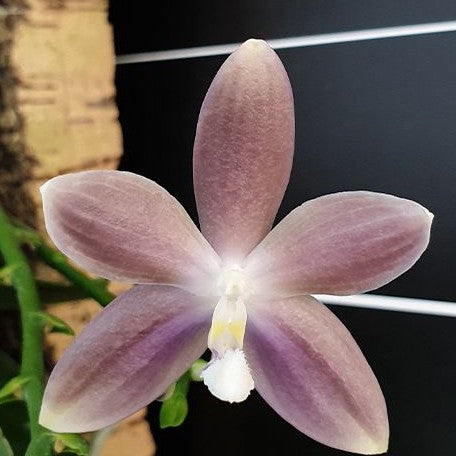 Phalaenopsis speciosa 'Mauve' 2.5"