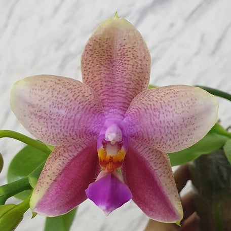 Phalaenopsis Sweet Memory 2.5"