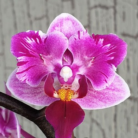 Phalaenopsis Miki Pink Fox (variegata & peloric) variegated 2.5"