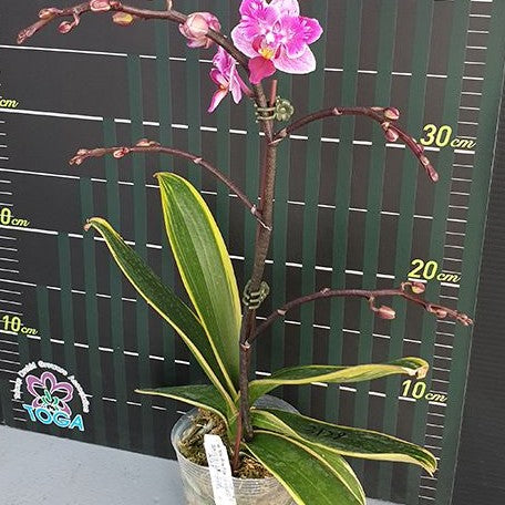 Phalaenopsis Miki Pink Fox (variegata & peloric) variegated 2.5"