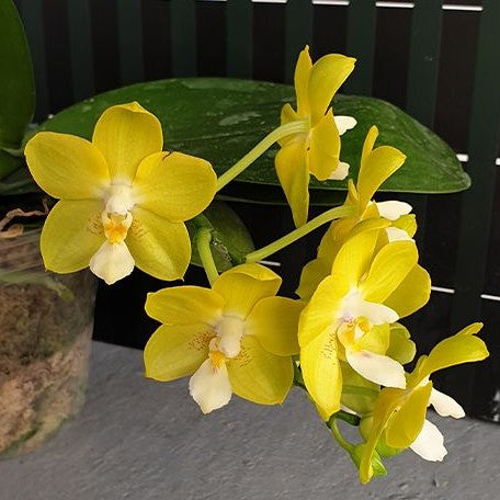 Phalaenopsis Chiada Sherry 2.5"