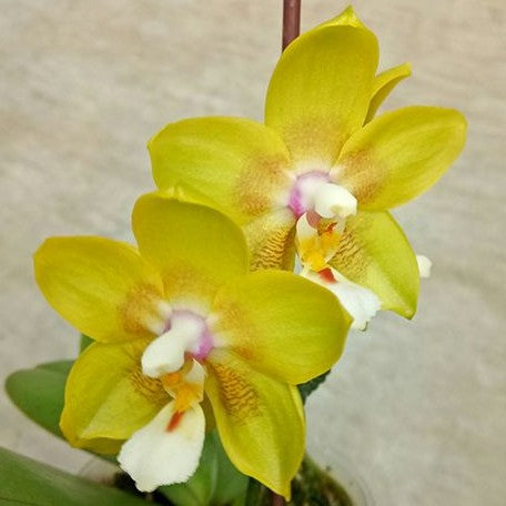 Phalaenopsis Chiada Sherry 2.5"