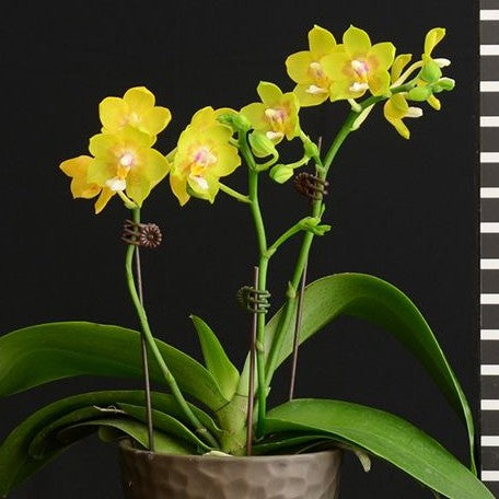 Phalaenopsis Chiada Sherry 2.5"