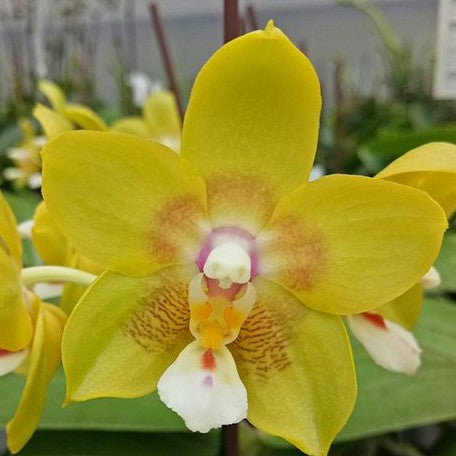 Phalaenopsis Chiada Sherry 2.5"