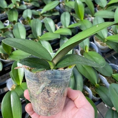 Phalaenopsis Summer Breath (= Sogo Yukidian × Chian Xen Pearl) 2.5"