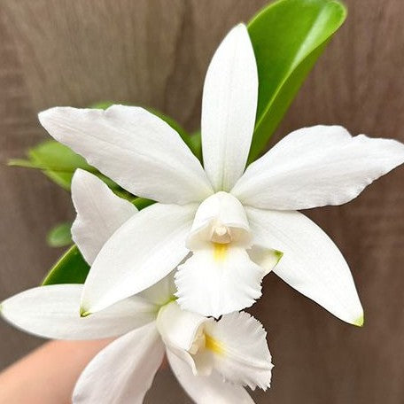 Cattleya violacea var. alba × sib 2.5"