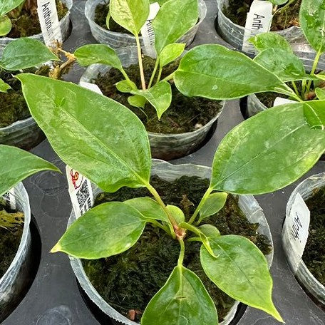 Anthurium insigne 2.5"