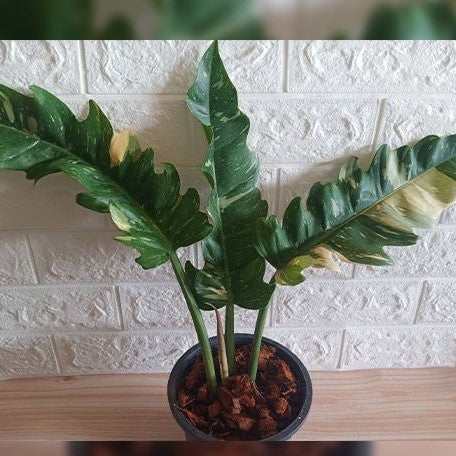 Philodendron 'Ring of Fire' variegated 2.5"