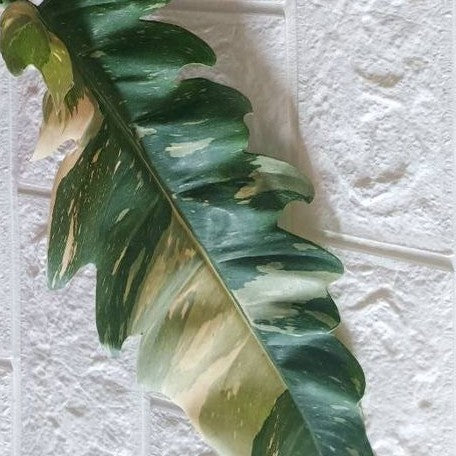 Philodendron 'Ring of Fire' variegated 2.5"