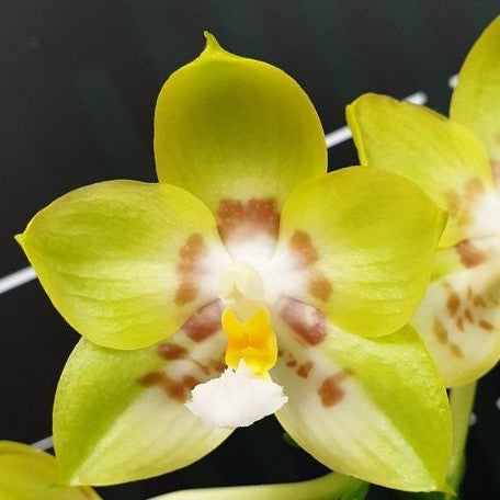 Phalaenopsis Yaphon Christmas '335' 2.5" Fragrant