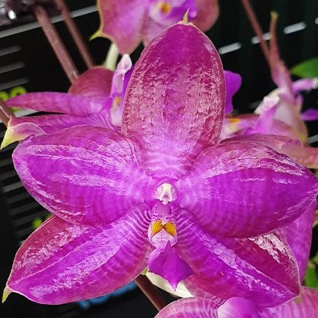 Phalaenopsis Miki Sabina '803' 2.5" Fragrant