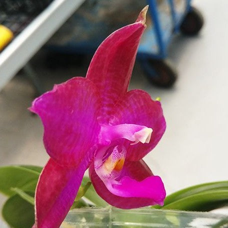 Phalaenopsis Miki Sabina '803' 2.5" Fragrant