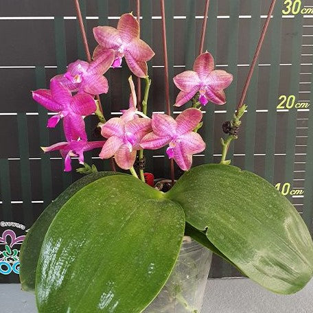 Phalaenopsis Miki Sabina '803' 2.5" Fragrant