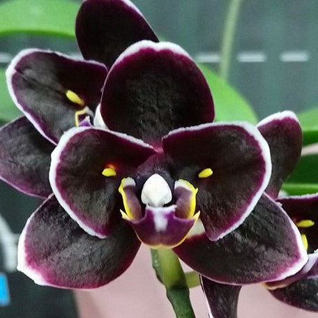 Phalaenopsis Miki Little Fox (peloric 2 eyes) 2.5"