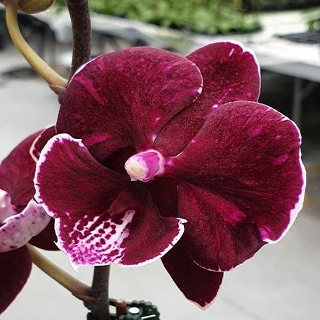 Phalaenopsis Miki Black Marble '469' 2.5"