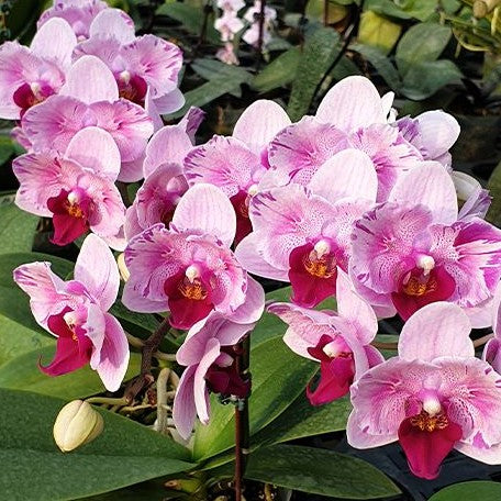 Phalaenopsis Miki Splash Butterfly 2.5"