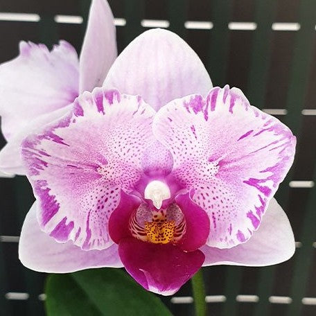 Phalaenopsis Miki Splash Butterfly 2.5"