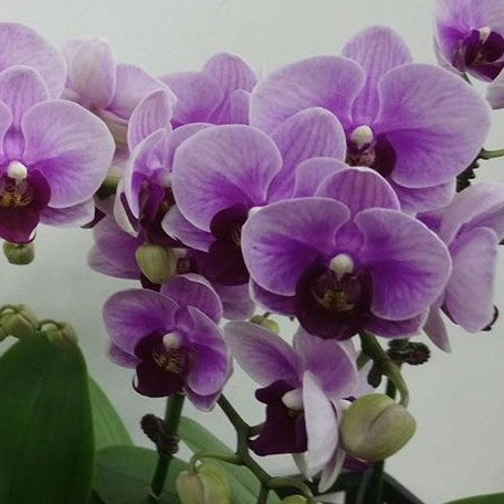 Phalaenopsis Miki Splash Butterfly 2.5"