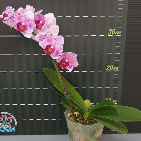 Phalaenopsis Miki Splash Butterfly 2.5"