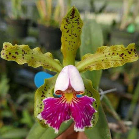 Cattleya schilleriana var. semi alba × sib 1.7"