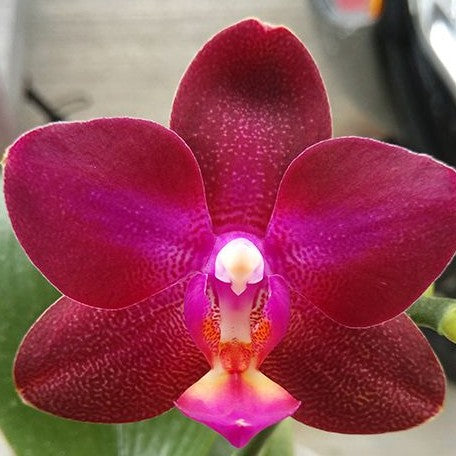 Phalaenopsis Lioulin Rose Bud 2.5"