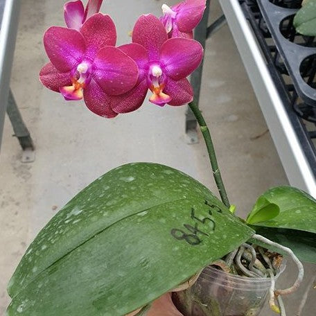 Phalaenopsis Lioulin Rose Bud 2.5"