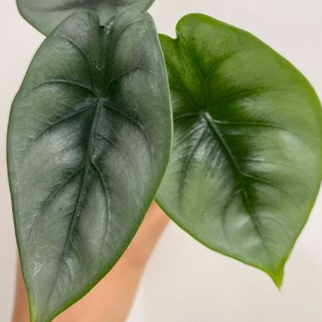 Alocasia reversa 2.5"