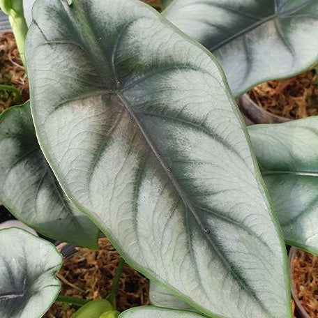 Alocasia reversa 2.5"