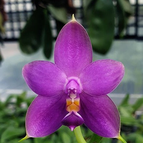 Phalaenopsis Samera var. blue × sib 2.5" Fragrant