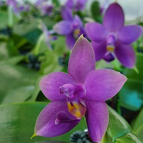 Phalaenopsis Samera var. blue × sib 2.5" *On Hand*