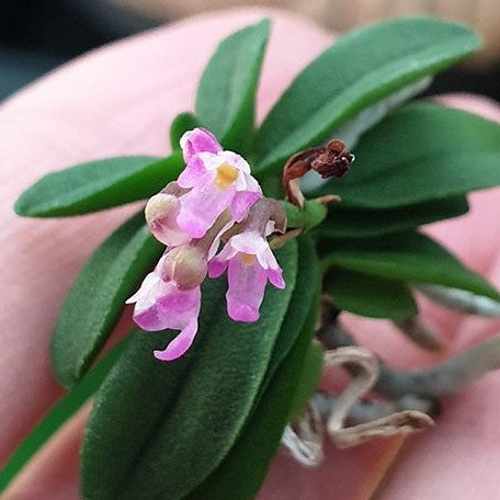 Schoenorchis fragrans × sib bareroot Fragrant